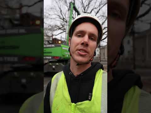 Tricky elm tree removal with the Sennebogen 718