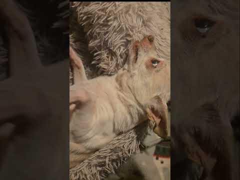 Jealousy, thy name is Bunny Buttercup. #Dog #Chihuahua #Jealous