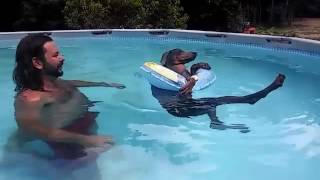 animale relaxare caine la piscina