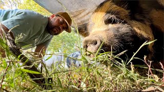Our Pig Almost Died!