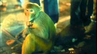 Bedouin Soundclash - &quot;Elongo&quot; Nat Geo Music