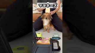 愛犬に具材選ばせてホットサンド作ったら盛りだくさんすぎたww