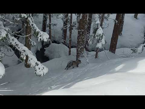 Encountered a Japanese serow! Yuzawa Niigata Japan YUKIGUNI