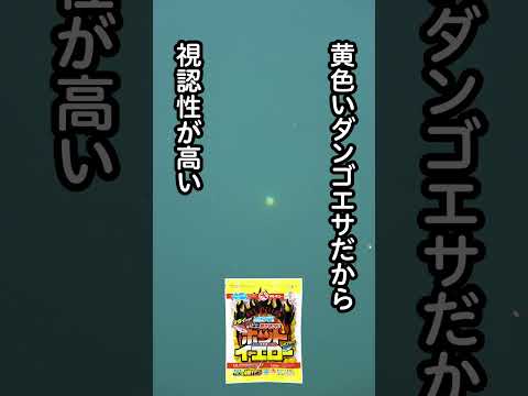 [海上釣り堀] 濁り戦略法 #海上釣り堀 #マルキユー