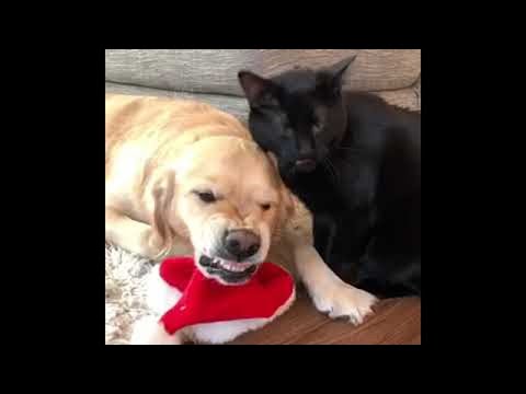Cat's Cleaning Routine Annoys Dog || ViralHog - YouTube