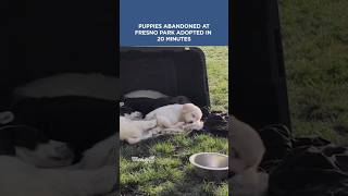 Puppies abandoned at a Fresno park were adopted in 20 minutes #puppies #fresno #adoption