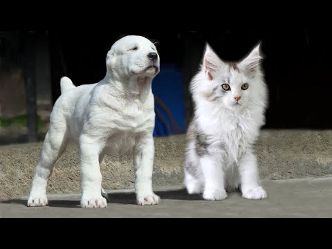 These Are 10 Cat Breeds That Act Just Like Dogs - YouTube