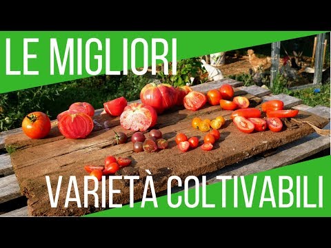 , title : 'Le migliori varietà di pomodoro da coltivare | ORTO E GIARDINAGGIO'