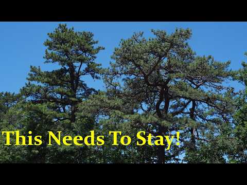 Robin Vandecoevering - Ronkonkoma Station - Misc Originals