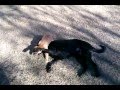 Rescue Dog Franky Plays Silly With Pluto The Puppy