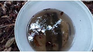 pescaria na água doce só trarão