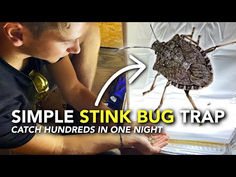 How We Got Rid of Stink Bugs | Easy DIY Brown Marmorated Stink Bug Trap