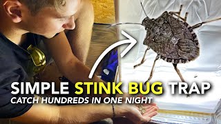 How We Got Rid of Stink Bugs | Easy DIY Brown Marmorated Stink Bug Trap