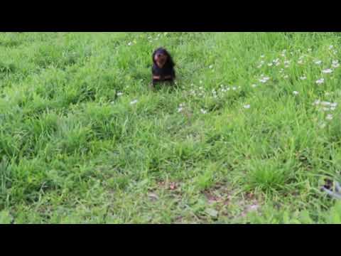Dachshund puppy for sale