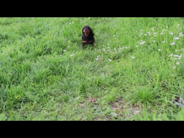 Dachshund puppy for sale