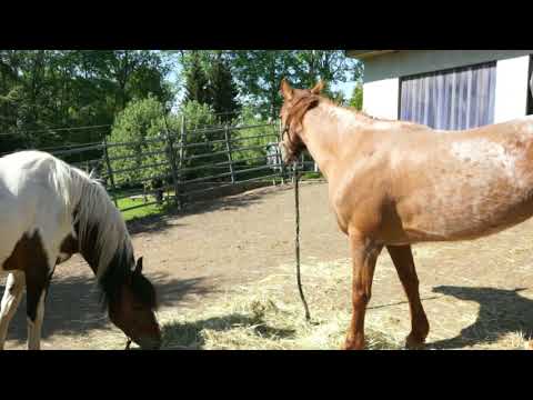 MUSTANG MAKEOVER 2018 Team Jessica (TAG 3935) - Update 3