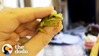 Guy Finds Tiny Frog In His Salad | The Dodo Little But Fierce