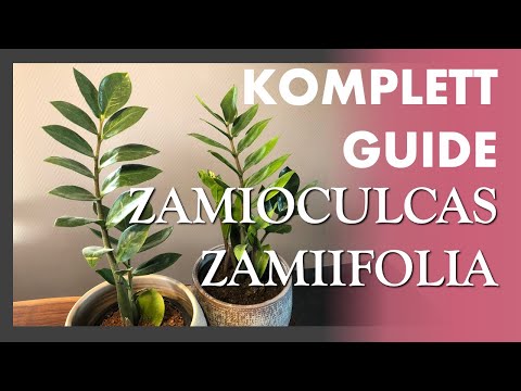 MY MISTAKES with the 🌿💧☀️ Zamioculcas Zamiifolia - Lucky Bamboo - ZZ Plant - Care and Watering