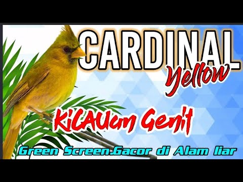 Juara...!!BURUNG KICAU"Yellow cardinal"(KICAU MANIA)Full Gacor.Green screen.