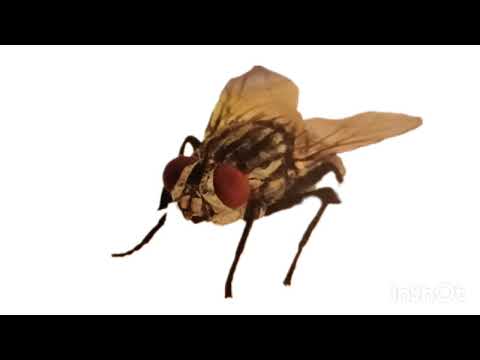 #mosca in volo / suono #ronzio della mosca 🪰 🏸 #insetti #rumorifastidiosi 🙄 #insects
