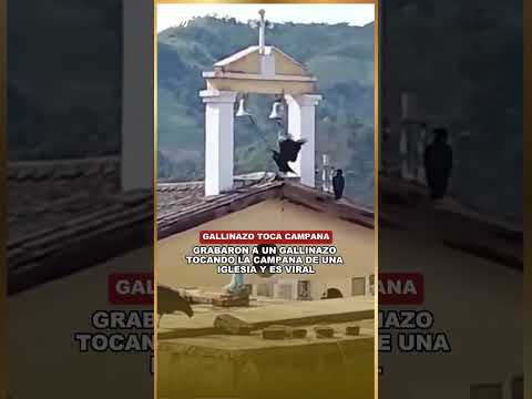 El insólito momento en que un gallinazo toca la campana de un templo
