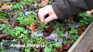 preview picture of video 'Winter Weeds in Southern Maryland Lawns'