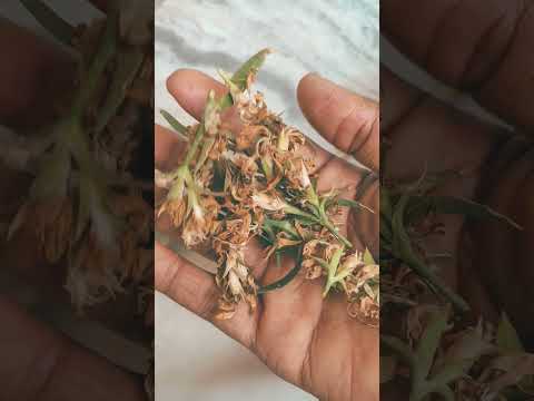 Dianthus seed collection