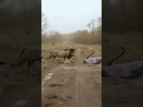 King Cobra vs Lion..A video of a lion attempting the black cobra, Only here snake wins 🐍