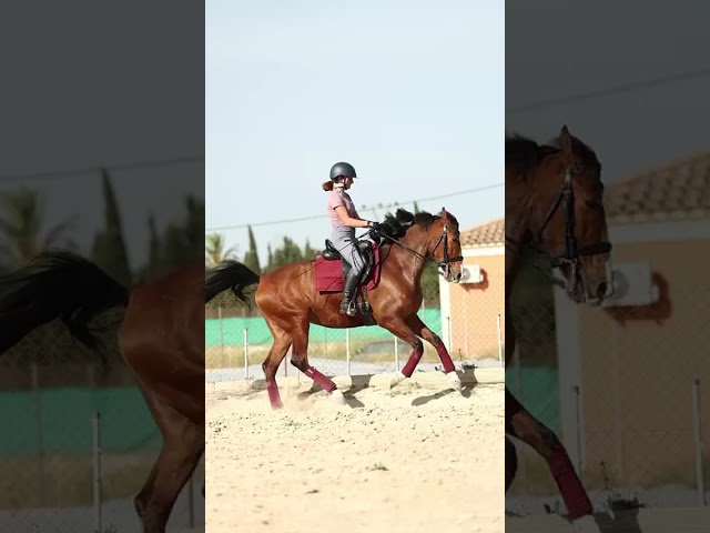 En venta yegua PRE de 8 a&ntilde;os con muy buenos or&iacute;genes