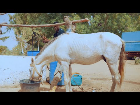 An2 Adi Sparky - Mbodula Official music video