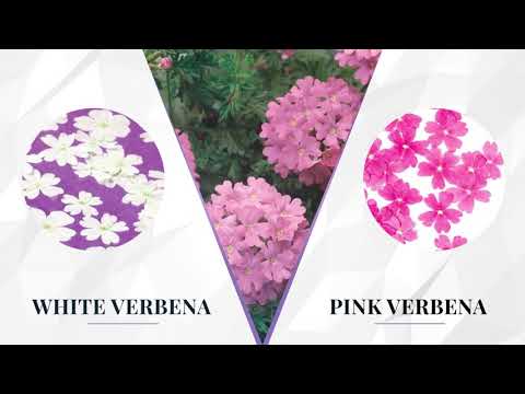 Dry Mini Flowers Collection - FAMECO Kuwait