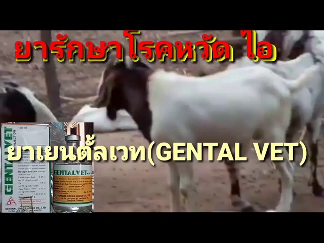 ยารักษาโรคหวัด ไอ ในสัตว์ทุกชนิด(แพะ,แกะ,วัว,กระบือ,..) |ยาเยนตั้ลเวทGENTAL VET