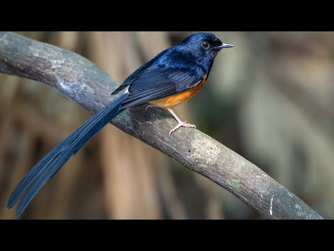 Šáma bielochrbtá (Copsychus malabaricus) — video o speve a chove