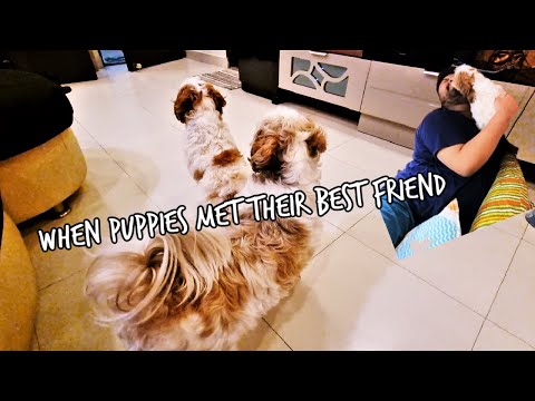 Puppies meeting their best friend | Puppies' reaction on meeting him after long time Video