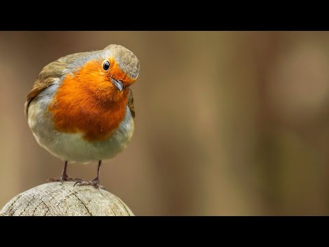 Robin Bird 2024 - Call My Name by Natalia Krishtopets