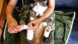 Maru’s paw’s fur is trimmed