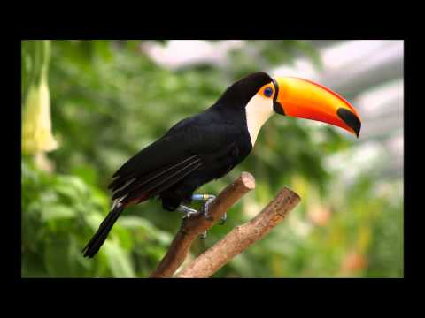 Selva madre Ayahuasca Icaro #2