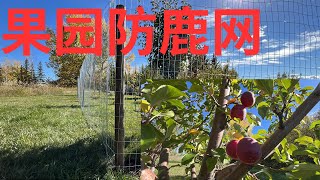 给我们的果园装上防鹿网 Install Deer Fence for Our Orchard 2024Oct05