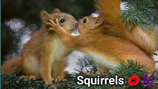 squirrel sounds to make them come to you | squirrel sounds | squirrel calls