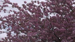 Blossom in Thornbury [Bristol / South Gloucestershire]