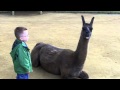 Llama spits in kid's face