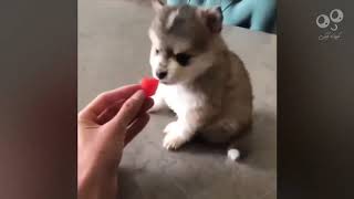 most funny cute animals you will love it#2.