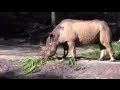 Kilimanjaro Safaris At Disney S Animal Kingdom