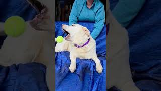 Video preview image #1 Mutt Puppy For Sale in Cuba, NY, USA