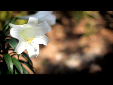 Bonita Adele - By The Cross on the Wall