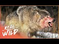 The War Of The Wolf Packs Part 1 Wolf Documentary HD White Wolf Real Wild