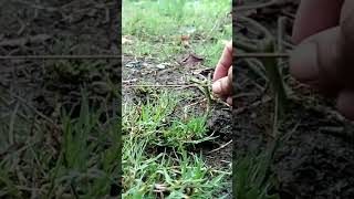 Download lagu Memasang jebakan burung perkutut dan tekukur mp3