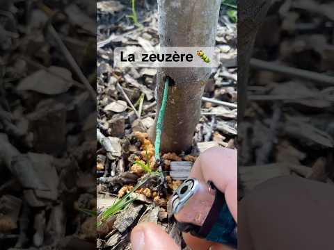 #potager #jardin #astuce #naturelovers