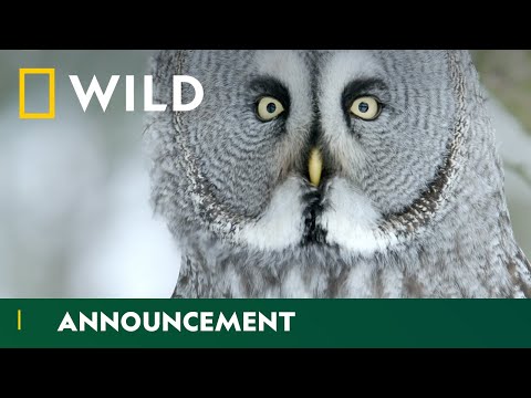 Wild Winter | Winter Wonderland | National Geographic Wild UK