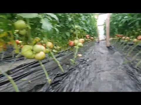 Cultura Tomate ROZ Aphen Matca 2018 (extratimpurii)